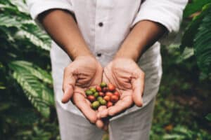 Cropped male entrepreneur holding unripe coffee beans while visiting own agriculture plantation at Ecuador, unrecognizable man farmer with berries in hands - fresh industry of organic harvesting fair trade coffee